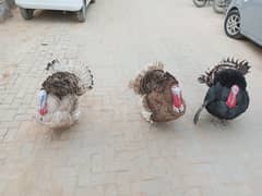 turkey males