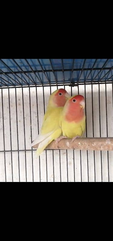 Common Lutino breeder pair with eggs 2