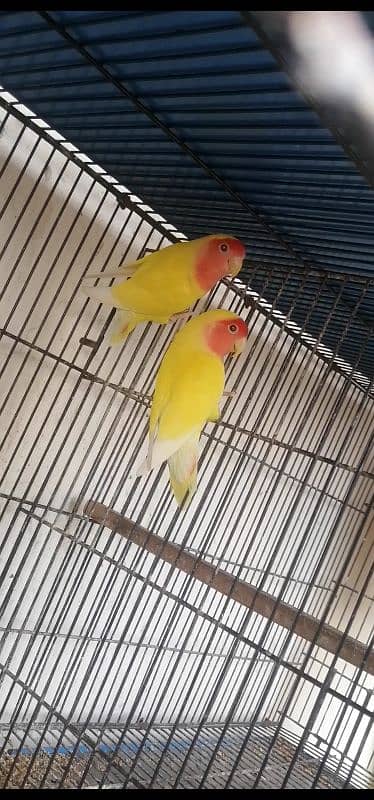 Common Lutino breeder pair with eggs 3