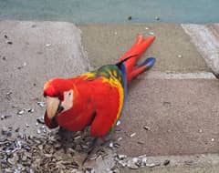 red macaw parrot cheeks for sale 03=36=044=60=68