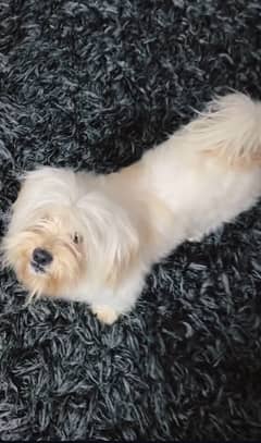 shihtzu / shitzu