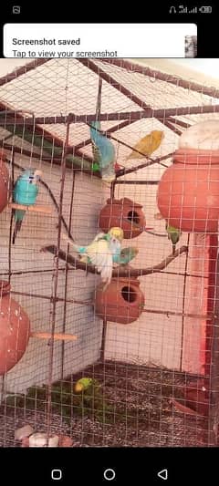 Budgies pair 800 men