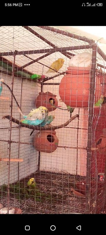 Budgies pair 800 men 3