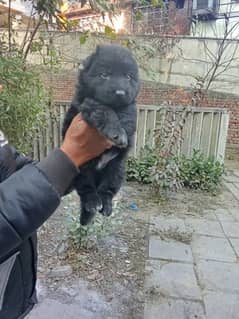 German shepherds male and female age 1 month