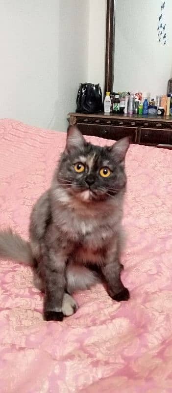 Persian cat for sale 1