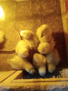 chicks silkie chicks  available quality vala chicks han