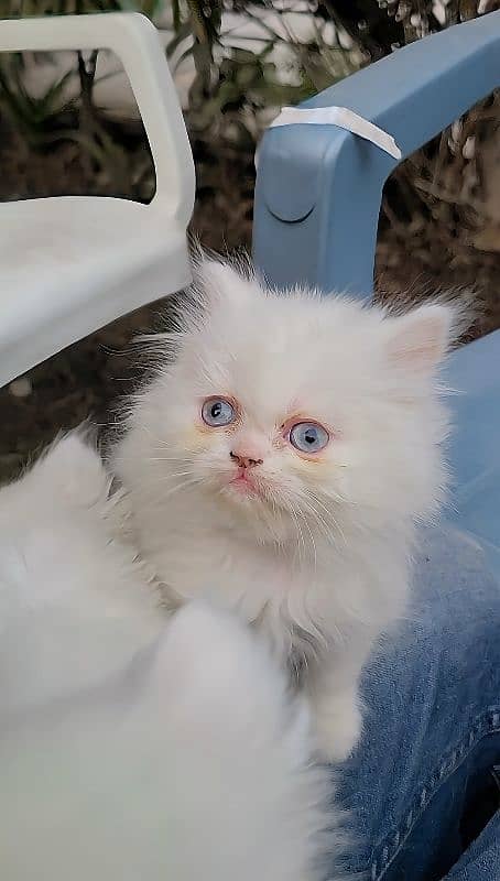 beautiful Persian kittens heavy Triple coated 9