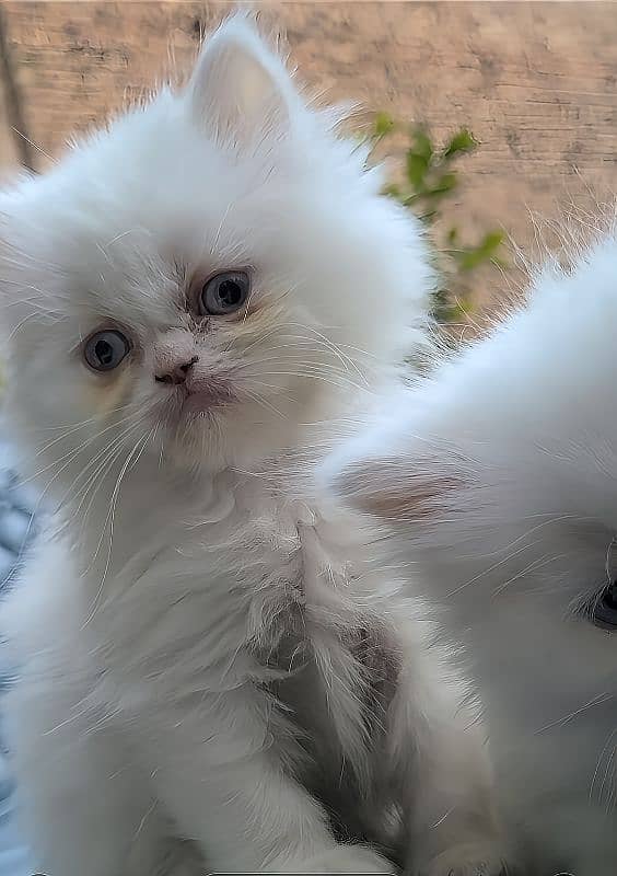 beautiful Persian kittens heavy Triple coated 10