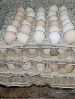 Desi eggs available