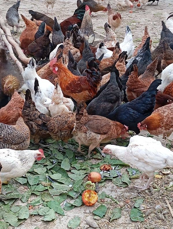 Desi eggs available 5