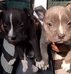 American pitbull terrier puppies available for new home