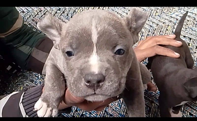 American pitbull terrier puppies available for new home 1