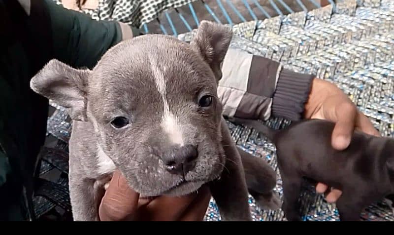 American pitbull terrier puppies available for new home 2