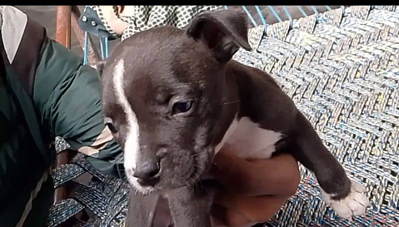 American pitbull terrier puppies available for new home 3