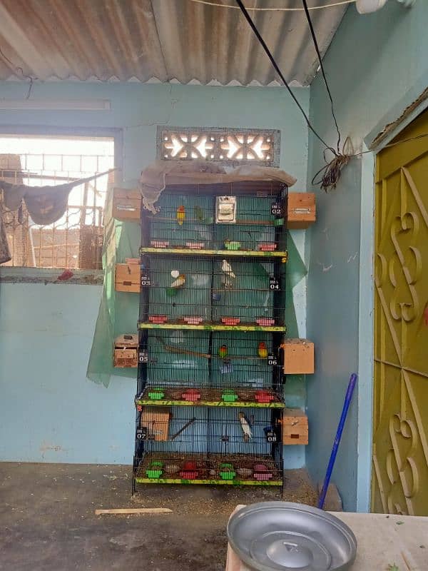 lovebirds breeder setup 17