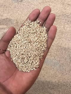 Seasome  seed (Till safed)