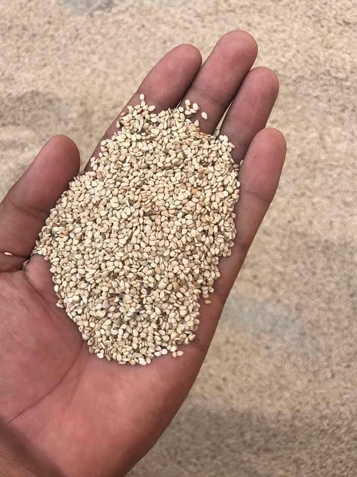 Seasome  seed (Till safed) 0