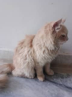 Persian cats available