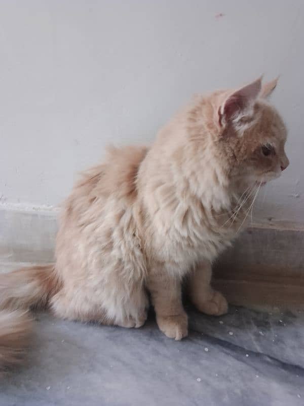 Persian cats available 0