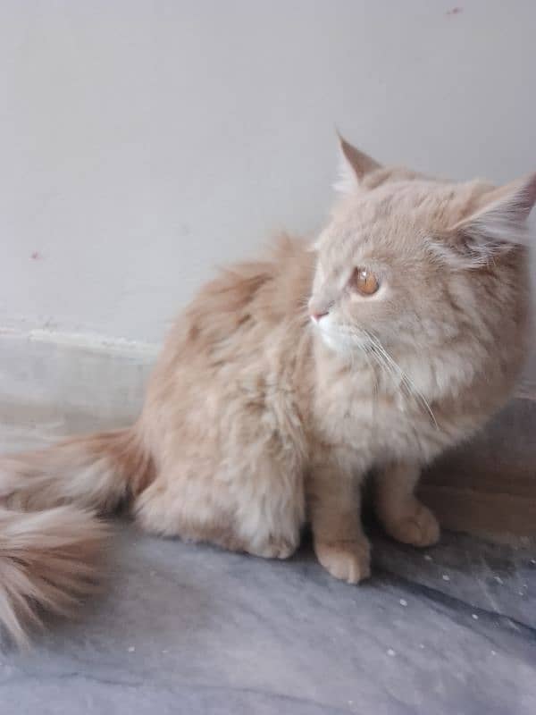 Persian cats available 1