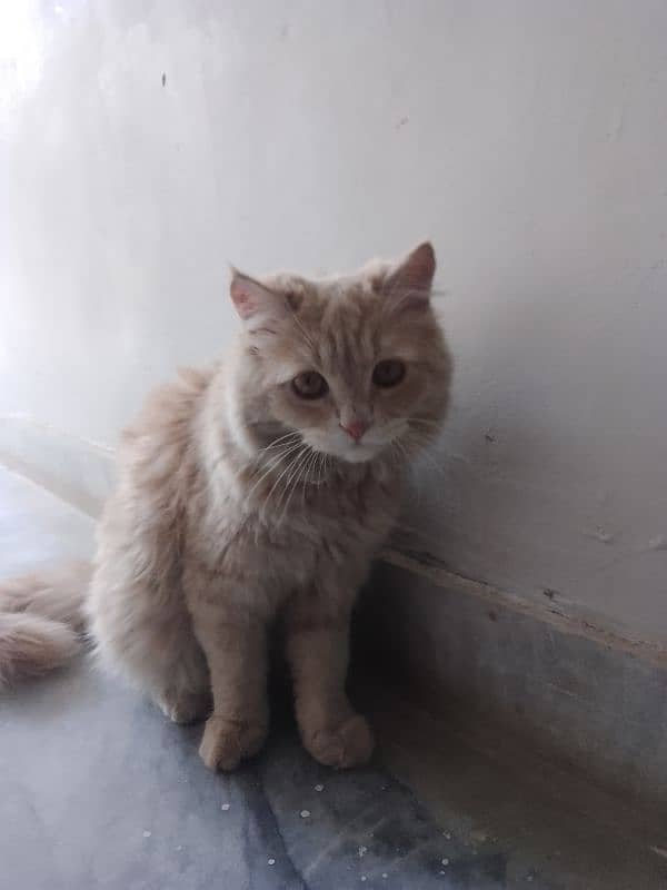 Persian cats available 2