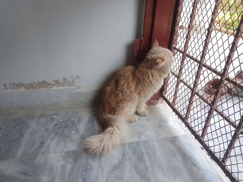 Persian cats available 3