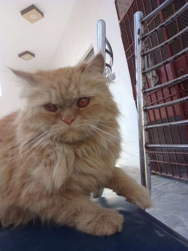 Persian cats available 5