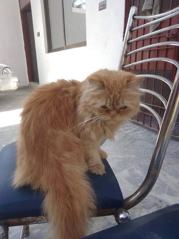 Persian cats available 6