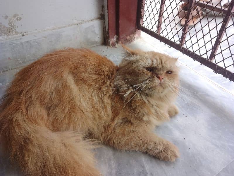 Persian cats available 7