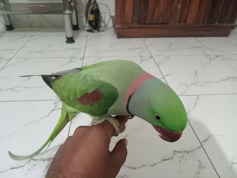 kashmiri raw parrot 0