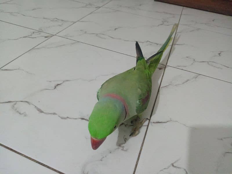 kashmiri raw parrot 2