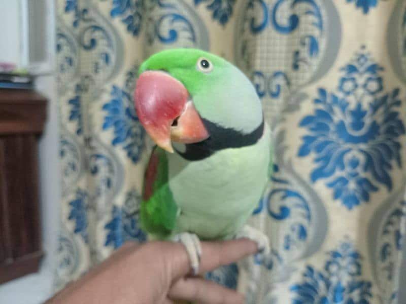 kashmiri raw parrot 3