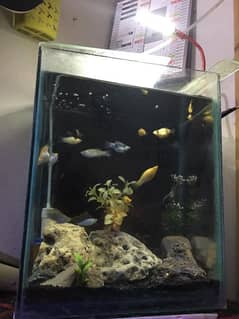 Fish Aquarium