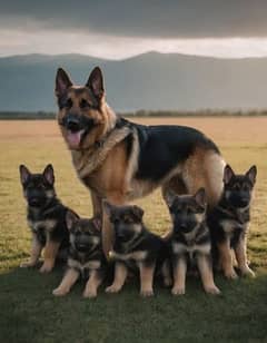 German shepherd puppies My WhatsApp number 03001868066