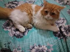 my Persian male 03182211113