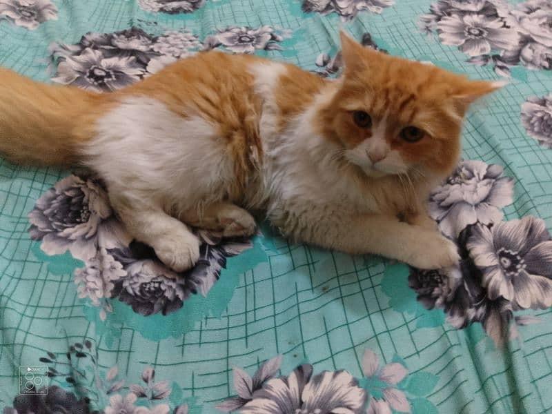 my Persian male 03182211113 2