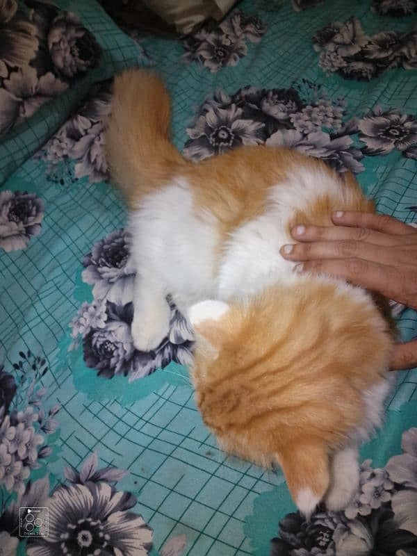 my Persian male 03182211113 5