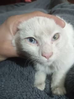 pure whire persion cats for sale 03125622588