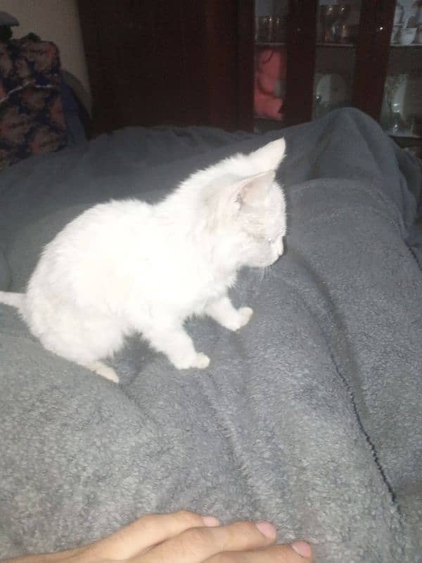 pure whire persion cats for sale 03125622588 1