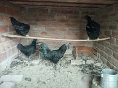 Ayam cemani gray 1 male 3 females for sale