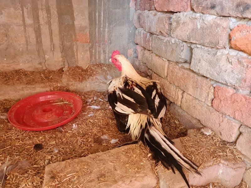 Aseel Miawali  Seal Cock میاں والی سیل 0