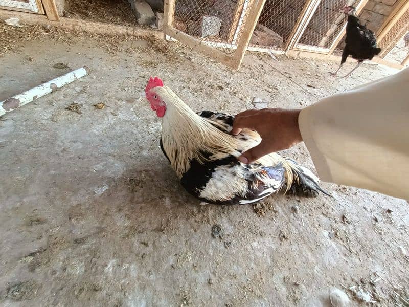 Aseel Miawali  Seal Cock میاں والی سیل 11