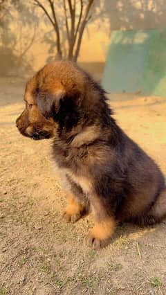 german shepherd(03131455044)