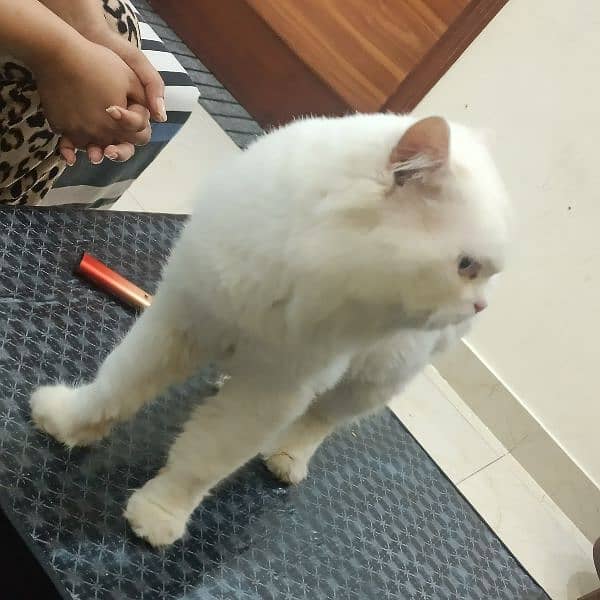 Double Coloured Eyes Persian Male Cat Triple Coated Very Fluffy 0