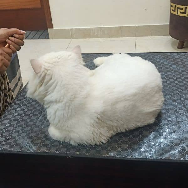 Double Coloured Eyes Persian Male Cat Triple Coated Very Fluffy 1