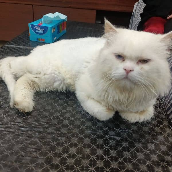 Double Coloured Eyes Persian Male Cat Triple Coated Very Fluffy 2