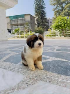 Saint Bernard puppies