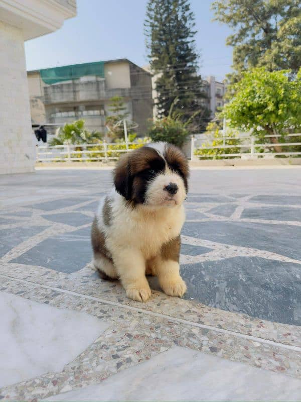 Saint Bernard puppies 0