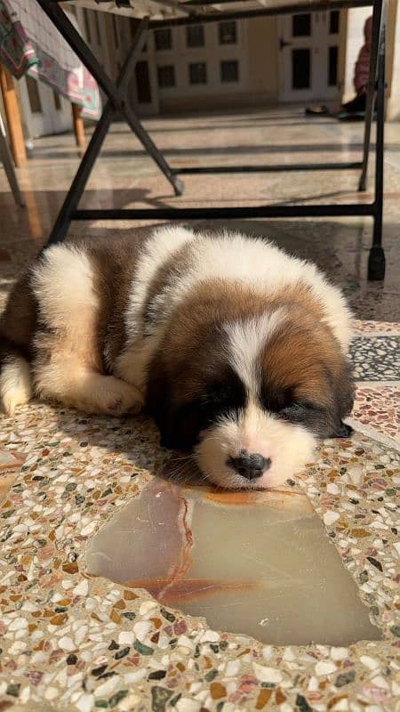 Saint Bernard puppies 1