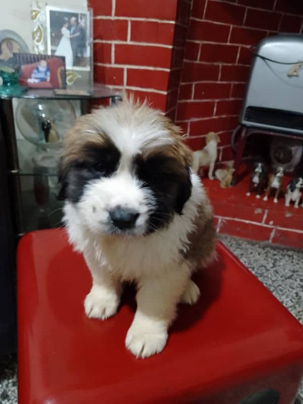 Saint Bernard puppies 2